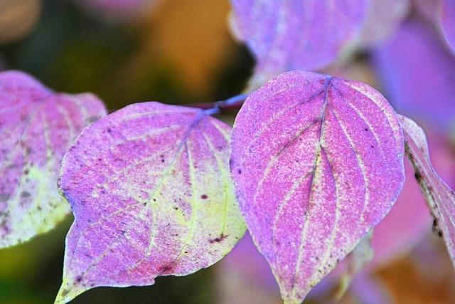 Fotos: Herbst in Freiburg – Haslach leuchtet in bunten Farben