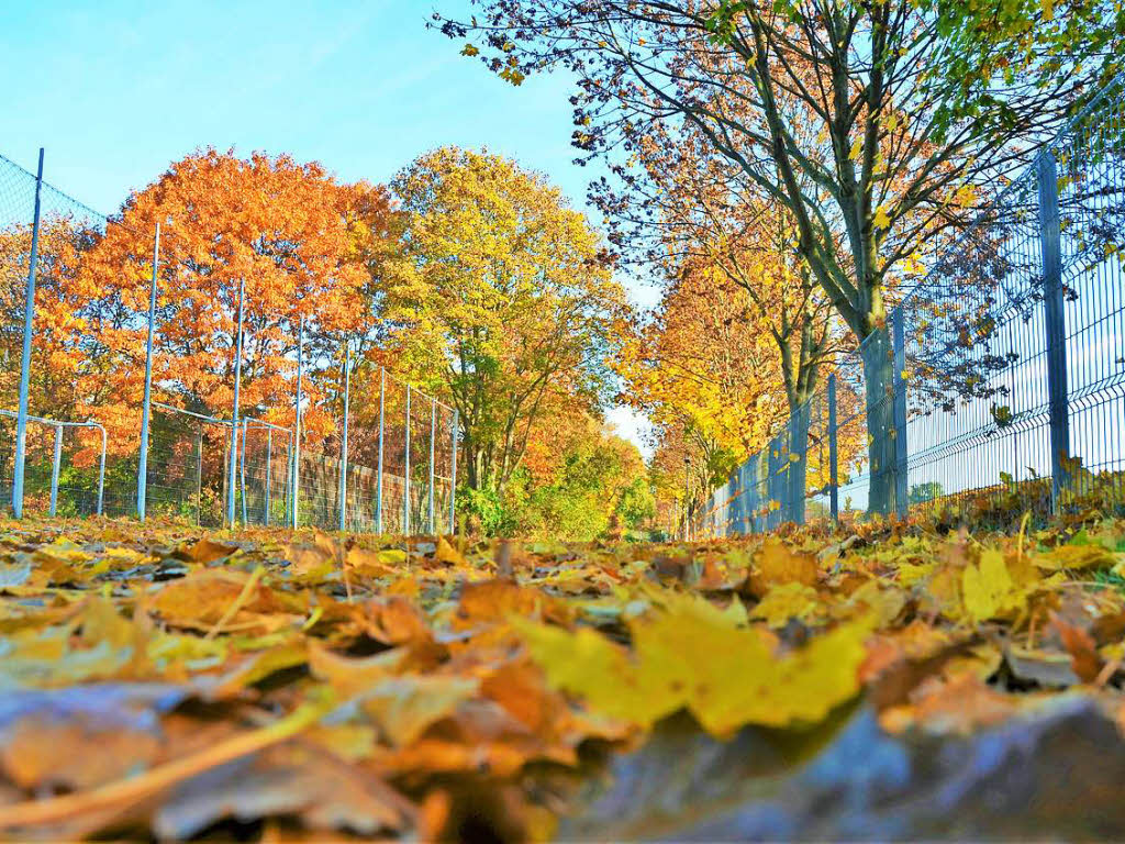 Ein buntes Farbenspiel: Im Freiburger Stadtteil Haslach ist der Herbst besonders schn.