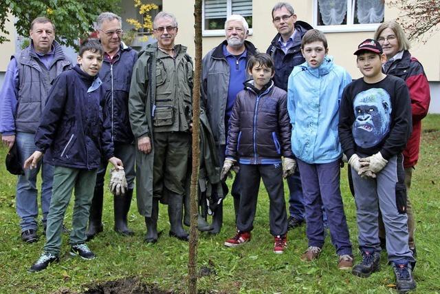 Schler pflanzen Weiden am Gieenbach