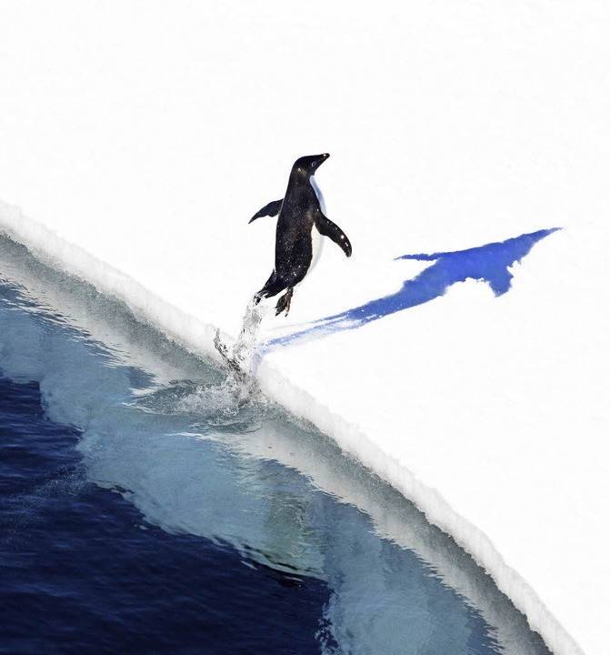 Garten Eden im Eis: Ein Pinguin genießt seinen nun geschützten Lebensraum.   | Foto: afp