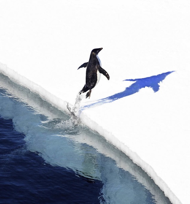 Garten Eden im Eis: Ein Pinguin geniet seinen nun geschtzten Lebensraum.   | Foto: afp
