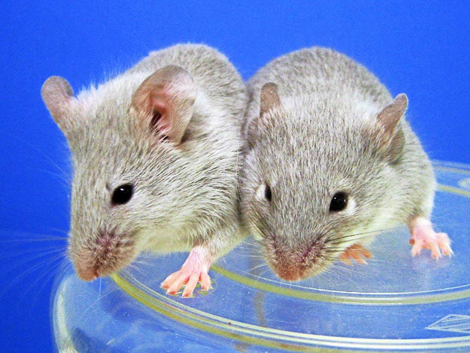 Mäuse, die sich  aus umgewandelten  normalen Zellen entwickelt haben.  | Foto: KYOTO UNIVERSITY