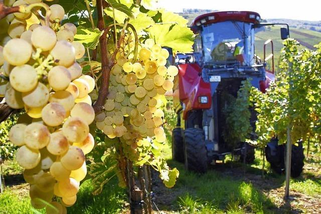 Biowinzer drohen, Wein nicht mehr nach EU-Richtlinien herzustellen