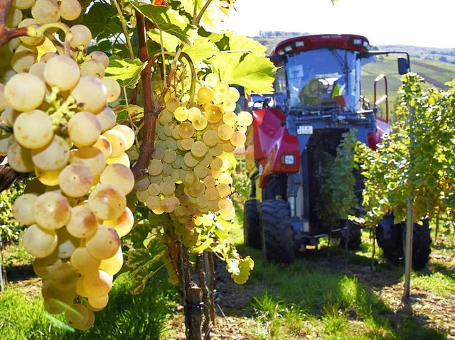 Weinlese im Herbst 2015 (Archivbild)  | Foto: Siegfried Gollrad