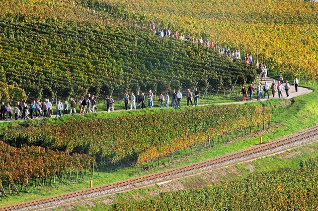 Fr den Kaiserstuhl spielt das Thema &... Wein&#8220; eine immer grere Rolle.  | Foto: Hans-Peter Ziesmer