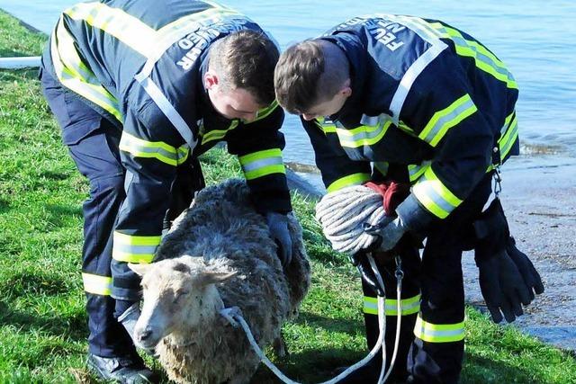 Feuerwehr holt Schafe aus dem Rhein, vier Tiere sterben