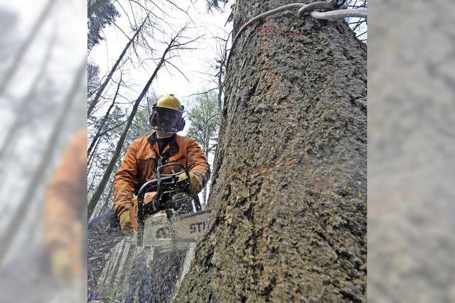 Der Wald fllt die Gemeindekasse