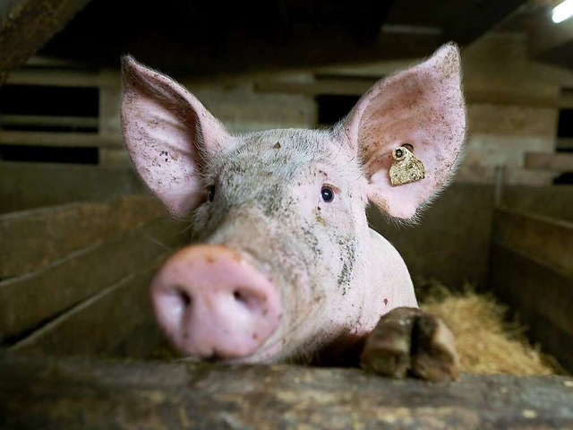 Artgerecht aufgezogen: Ein Schwein auf dem Kasperhof.   | Foto: CHRISTOPH BREITHAUPT