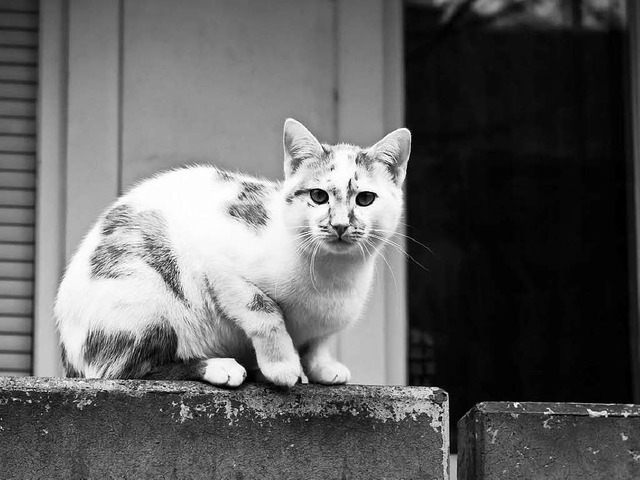 Wer kann Hinweise zu der Attacke geben? (Archivbild)  | Foto: Carlotta Huber