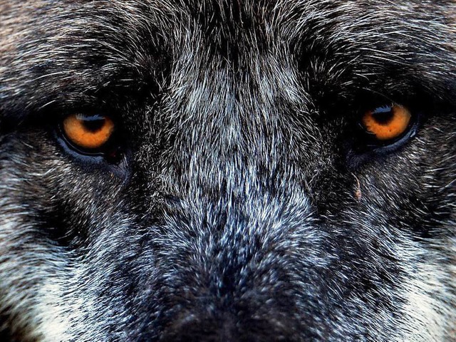 Kaum ein anderes Tier ist allein durch...serem Bewusstsein prsent wie der Wolf  | Foto: dpa