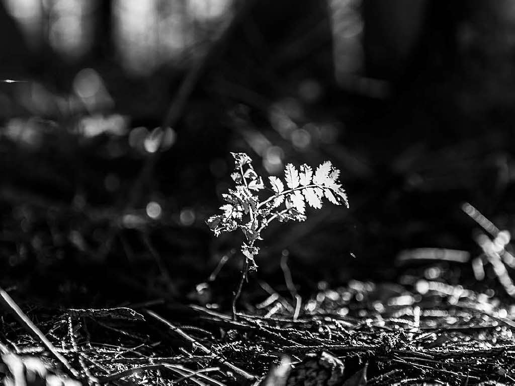 Herbstliche Stimmung auf dem Schauinsland