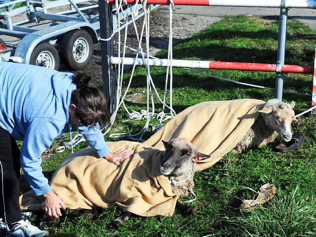 Zwei Tiere konnten gerettet werden. | Foto: WOLFGANG KUENSTLE Zwei Tiere konnten gerettet werden. | Foto: WOLFGANG KUENSTLE
