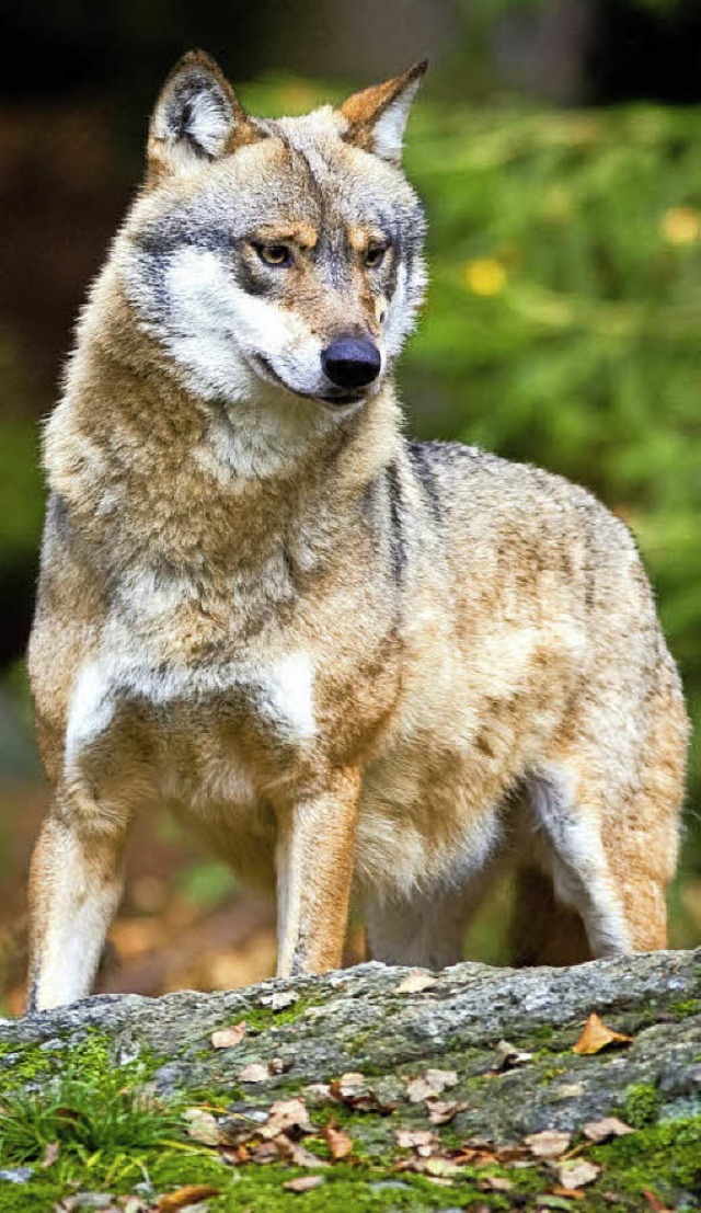 Warum wurde der  Wolf bei Menschen zum bsen Wolf?   | Foto: dpa/Privat