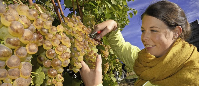 Die Markgrfler Weinprinzessin Franziska Aatz erntet Gutedel in Kirchhofen.   | Foto: Siegfried Gollrad