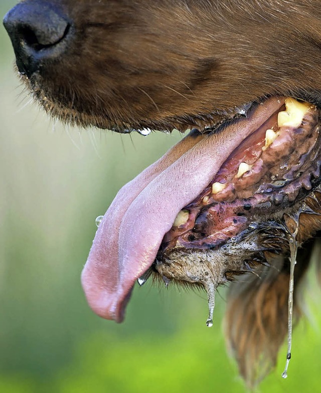 Maul auf fr die Speichelprobe  | Foto: E. Boros (fotolia.com)