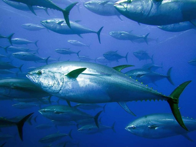 Leider nur eingeschrnkt zu empfehlen:...hunfisch gehrt zu den bedrohten Arten  | Foto: DB Gavin Newman