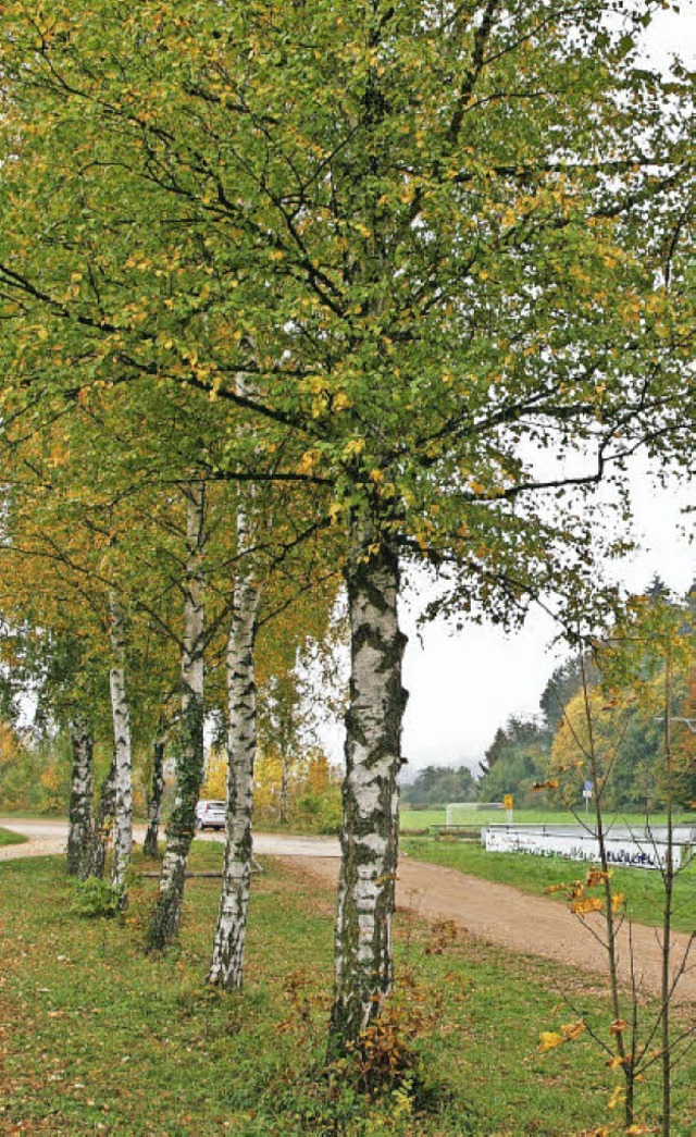 Birken sind schn anzusehen, aber ihr Laub macht Arbeit.   | Foto: Haberer