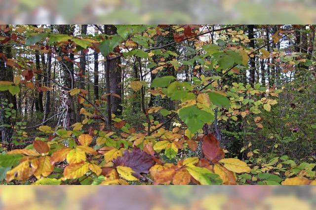 Douglasie und Eiche Schtze im Wald