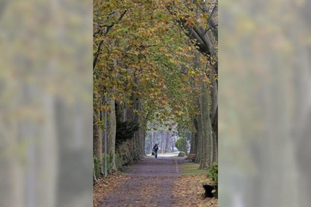 Herbstspaziergang durch Staufen