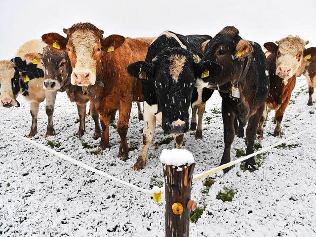 Auch Rinder knnen bei Schnee ins Rutschen geraten. (Archivbild)  | Foto: dpa