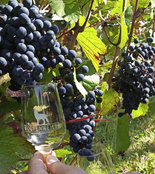 So einfach ist der Weg zum prmierten Wein dann doch nicht.   | Foto: just