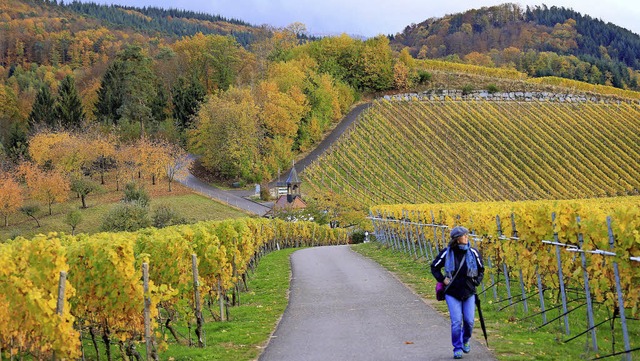 Pilzresistente Traubensorten? Die hei...ektrum der Ortenauer Weinlandschaft.    | Foto: Peter Heck