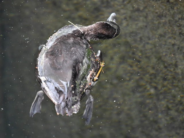 Eine tote Ente schwimmt im stlichen Hafenbecken in berlingen am Bodensee.  | Foto: dpa