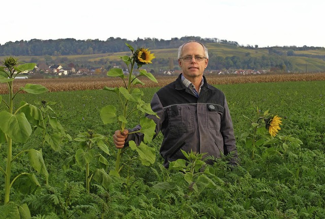 Mitten im Grnen: Heinz Kaufmann auf einem Feld mit Zwischenfrchten.  | Foto: Jutta Schtz