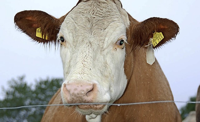 Um Landwirtschaft geht es heute im Radio.   | Foto: Bergmann