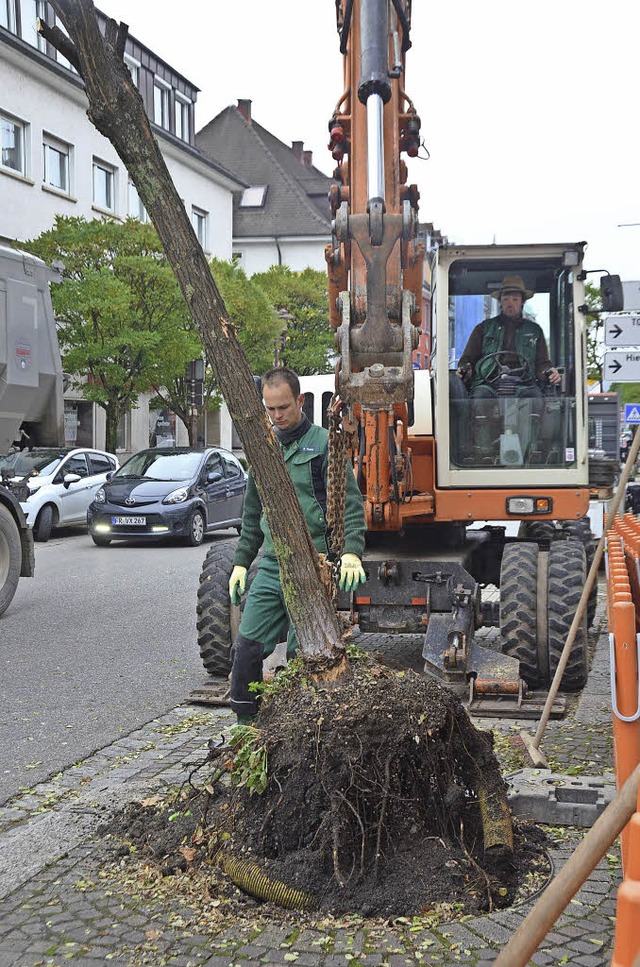 An einer Eisenkette wird der Baum aus der Erde gezogen.   | Foto: Pichler