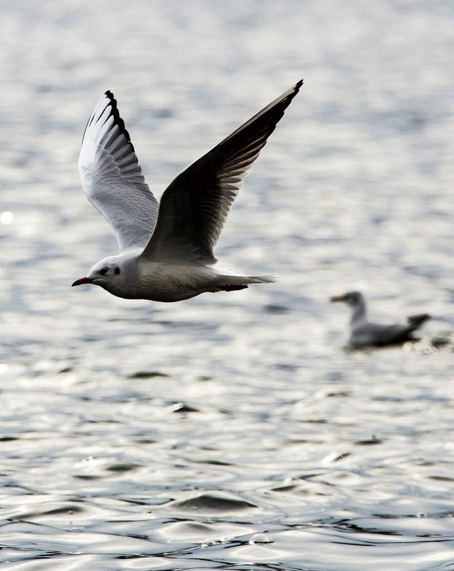 Bodenseemwen sollten sich  vor Zugvgeln in Acht nehmen.   | Foto: dpa