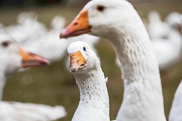 Fragen und Antworten: Wie gefhrlich ist die Vogelgrippe?