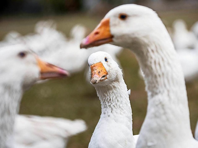 Sollte man wegen der Vogelgrippe besser keine Martinsgans essen?  | Foto: dpa