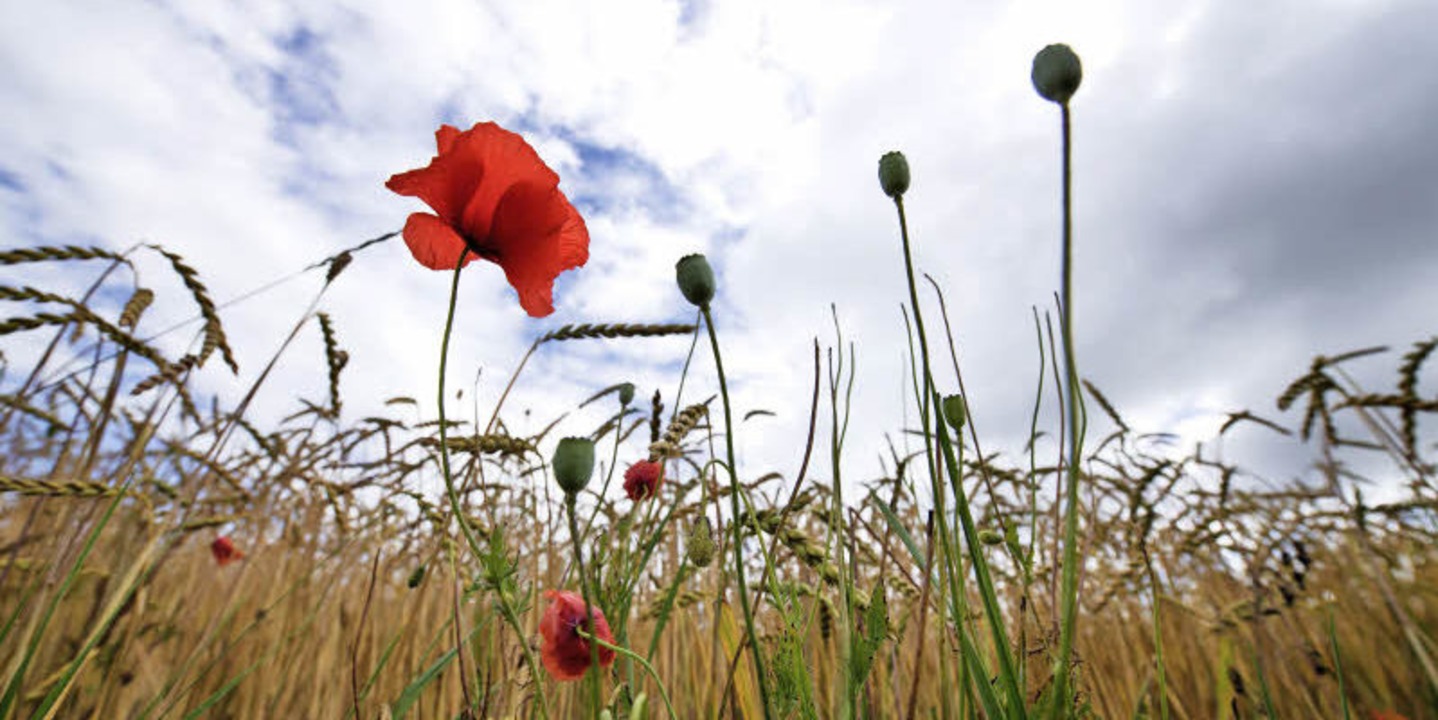 So sieht Urgetreide aus: ein Dinkelfeld mit Mohnblumen   | Foto: DPA