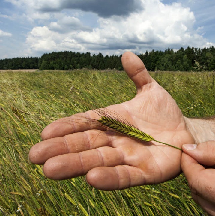 Uraltes Getreide: Einkorn  | Foto: Armin Weigel