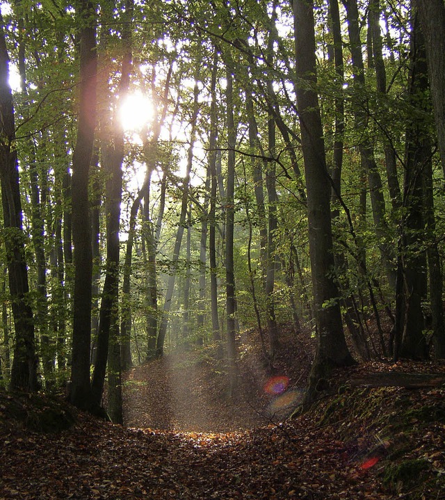 Schner Wald braucht Pflege.   | Foto: Symbolfoto: Zvg