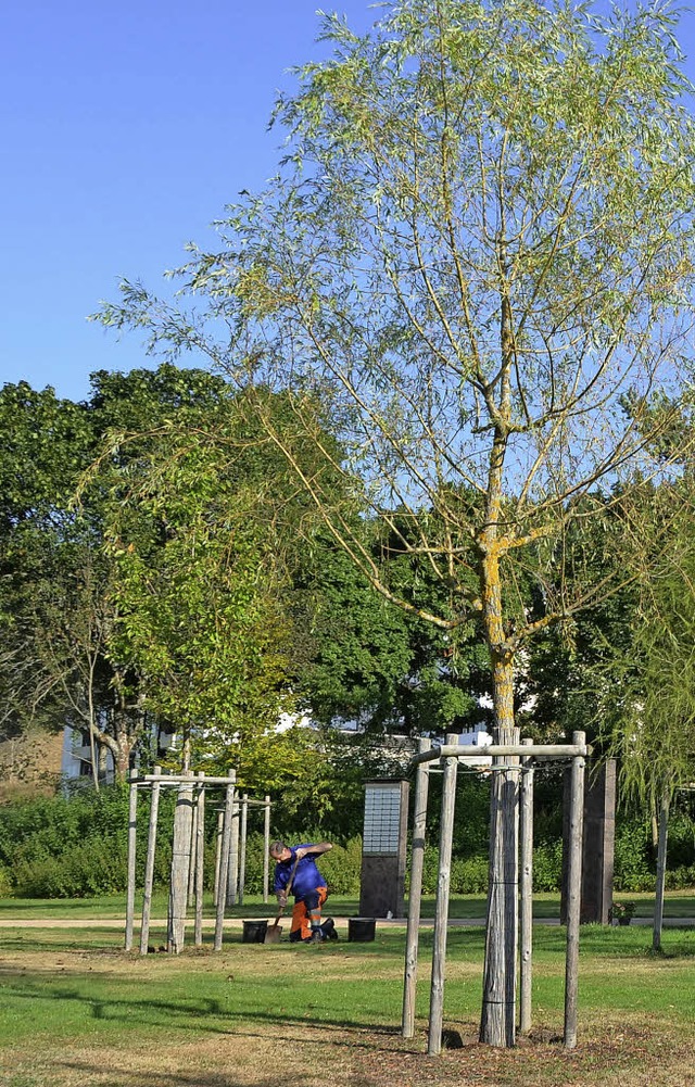 Bume wie in einem Park &#8211; ringsum liegen Urnen im Erdreich.   | Foto: zvg