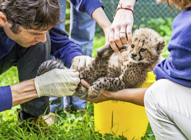 Mdchen oder Junge? Tierarzt Stefan Hoby untersucht ein  Geparden-Baby.  | Foto: Zoo Basel