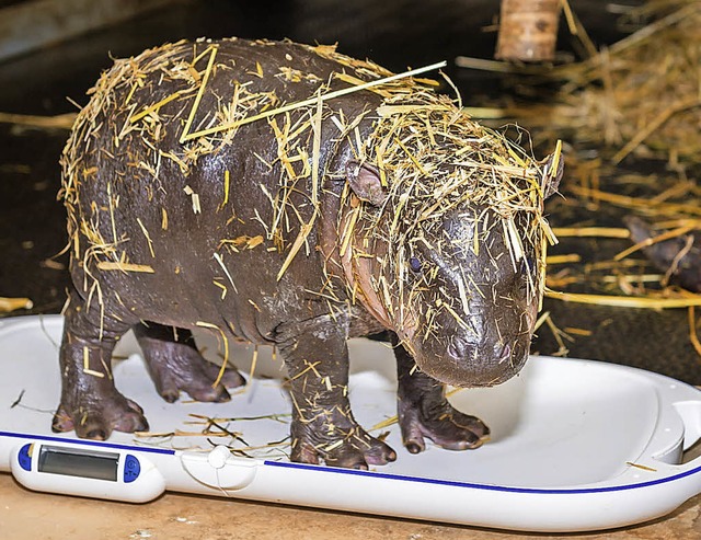 Das kleine Zwergflusspferd Lany wird tglich auf eine Babywaage gestellt.  | Foto: Zoo Basel