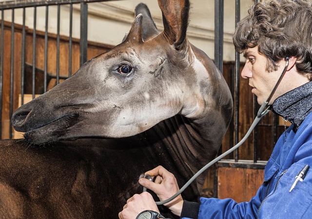 Wie schlimm ist der Husten? Stefan Hoby hrt die Lunge des Okapis ab.  | Foto: Zoo Basel
