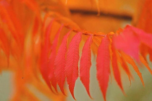 Fotos: Im Herbst ist Sdbadens Natur herrlich bunt