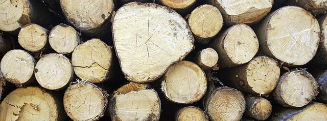 Privatwaldbesitzer  sollten mehr Holz ...it Kufern eingehalten werden knnen.   | Foto: dpa