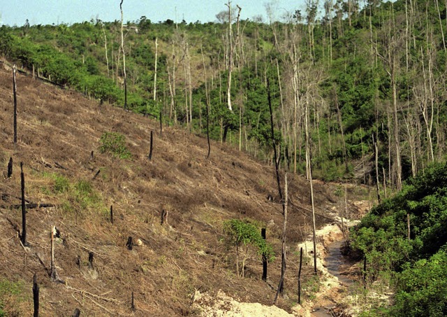 Der Ressourcenverbrauch gefhrdet unte...wlder &#8211; wie hier in Brasilien.   | Foto: DPA