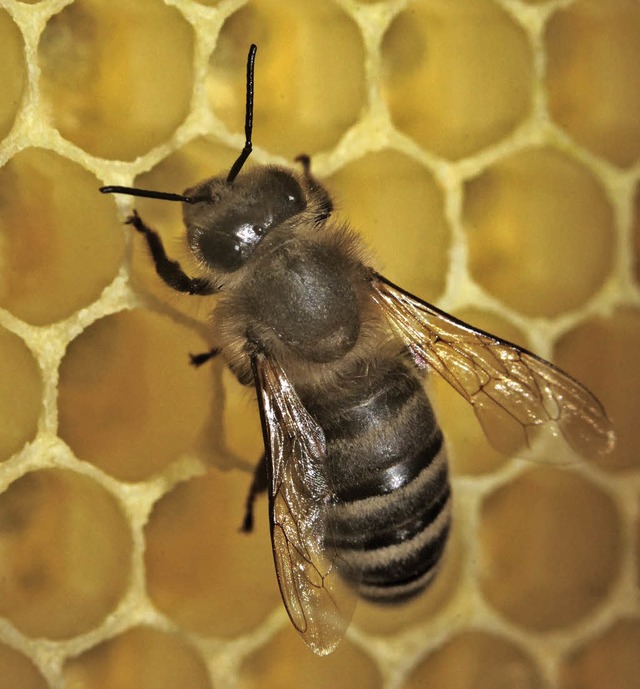 Eine Honigbiene luft auf den Waben.  | Foto: Fredrik von Erichsen/dpa