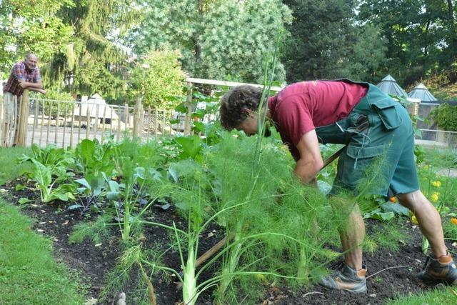 Urban Gardening