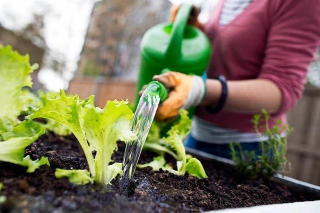 Urban Gardening: Bei diesen 10 Projekten kannst Du Freiburg mit Gärten verschönern