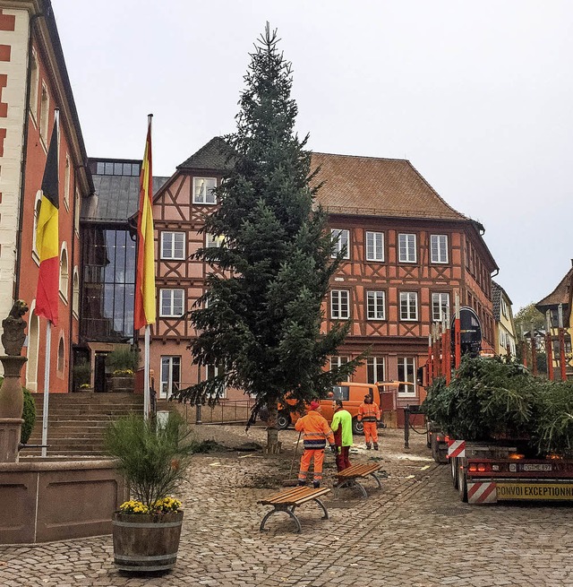 Kerzengerade und hoch gewachsen. Eine ...chtsbaum vor dem Ettenheimer Rathaus.   | Foto: Olaf Michel