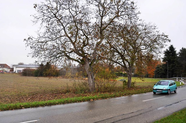 stlich der Burkheimer Landstrae soll...iet Vogesenstrae II&#8220; entstehen.  | Foto: Kai Kricheldorff