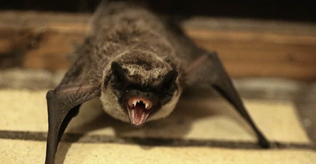 Fauchend hat diese Zwergfledermaus ihr...n Hausflur unserer Fotografin machte.   | Foto: Ute Maier