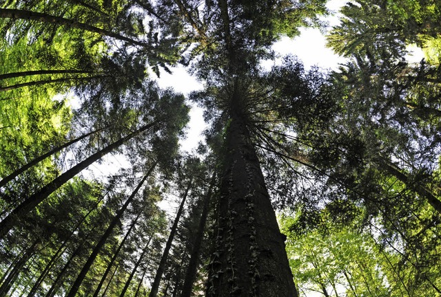 Der Gemeindewald ist nach wie vor eine...chtsjahr 2015 Probleme gemacht haben.   | Foto: Patrick Seeger/DPA